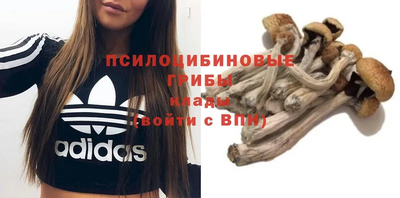 MEGA как зайти  Льгов  Галлюциногенные грибы Magic Shrooms  где можно купить  